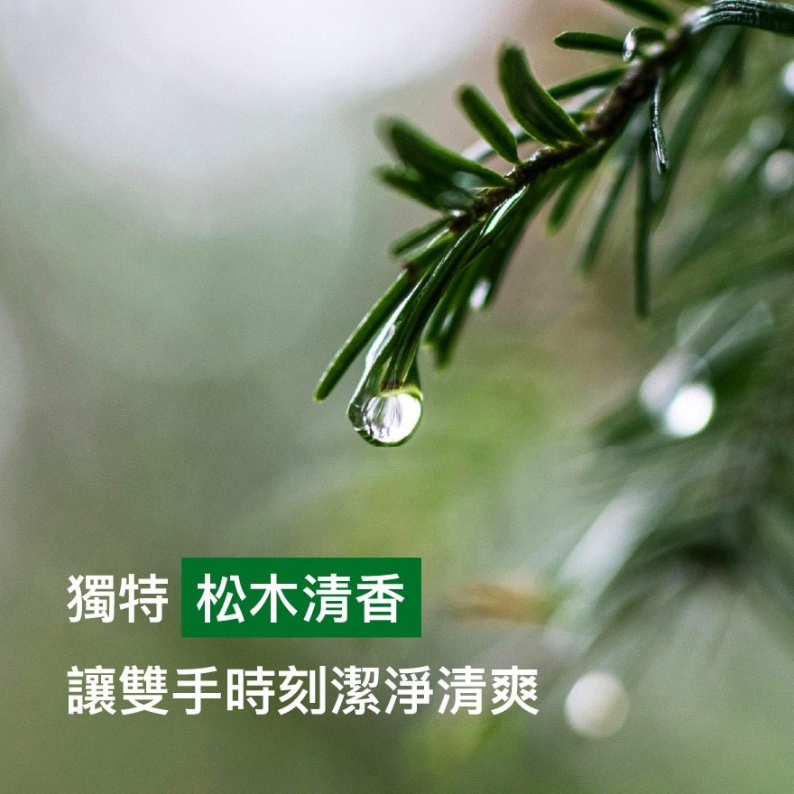 滴露經典松木殺菌潔手液500克