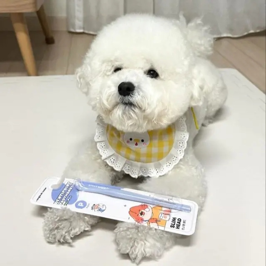 Dentipoint 宠物5mm极细密软毛牙刷 牙缝刷 3件套装 (商家直送-5个工作天内送到府上；满$500免运)